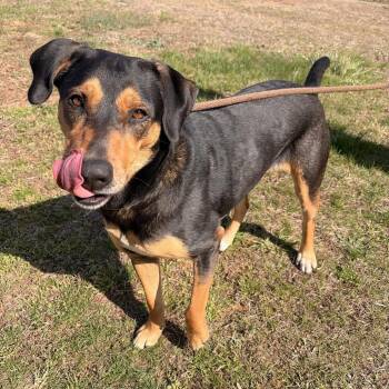 Hound and Mixed Breed Dogs Available for Adoption in Franklin, North Carolina - Eleanor | PetCurious