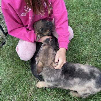 Clue -  Mixed Breed Dog for Adoption in Tacoma, Washington - Clue | PetCurious