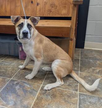 Freckles -  Australian Cattle Dog Blue Heeler Dog for Adoption in Parsons, Kansas - Freckles | PetCurious