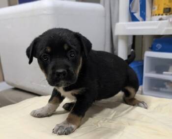 Kiwi -  Hound Dog Available for Adoption in Willingboro, New Jersey - Kiwi | PetCurious