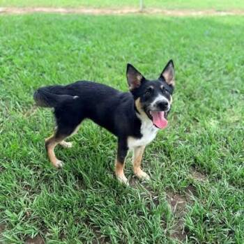 Archie -  German Shepherd Dog and Husky Dog for Adoption in Hardeeville, South Carolina - Archie | PetCurious