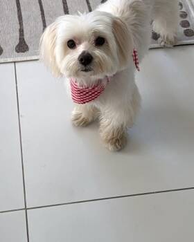 Frankie -  Maltese Dog for Adoption in Miami, Florida - Frankie | PetCurious