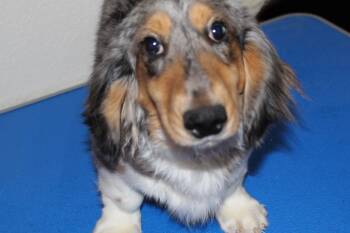 Frankie -  Dachshund Dog for Sale in Albuquerque, New Mexico - Frankie | PetCurious