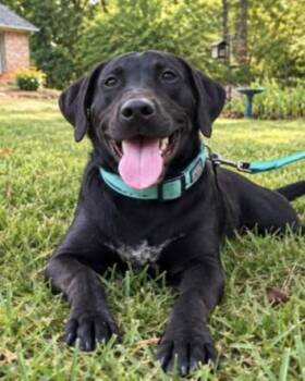 Collard Lonestar -  Black Labrador Retriever Dog for Adoption in Rockaway, New Jersey - Collard Lonestar | PetCurious