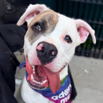 Maverick -  Pit Bull Terrier and Mixed Breed Dog for Adoption in Durham, North Carolina - Maverick | PetCurious
