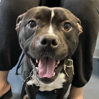 Pit Bull Terrier Dogs Available for Adoption in Greensboro, North Carolina - Bruce | PetCurious