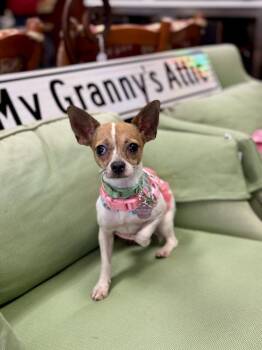 Chihuahua Dogs Available for Adoption in Mundelein, Illinois - Hana | PetCurious