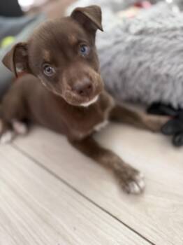ari -  Labrador Retriever Dog for Adoption in Miami, Florida - Ari | PetCurious