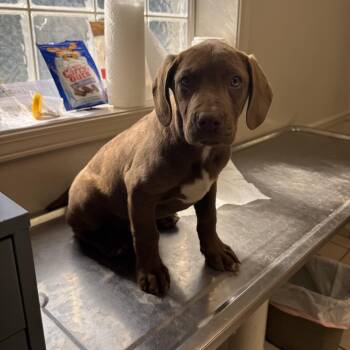 Labrador Retriever and Hound Dogs Available for Adoption - TUSC-Stray-83682 | PetCurious