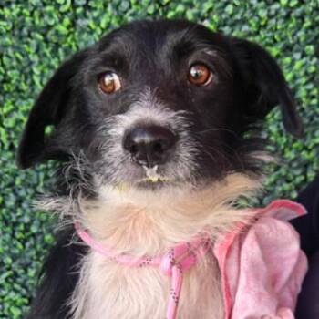 Winston -  Terrier and Mixed Breed Dog for Adoption in Tacoma, Washington - Winston | PetCurious