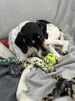 Pointer Dogs Available for Adoption - Available For Adoption - Kia (MI, USA) | PetCurious