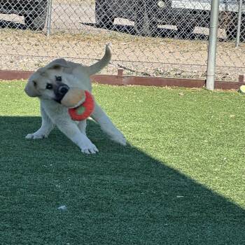 Anatolian Shepherd Dogs Available for Adoption in Truth Or Consequences, New Mexico - Danny | PetCurious