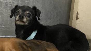 Señor Perez -  Chihuahua Dog for Adoption in Vancouver, Washington - Señor Perez | PetCurious