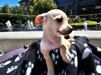 Muffin -  Chihuahua and Mixed Breed Dog for Adoption in Los Angeles, California - Muffin | PetCurious