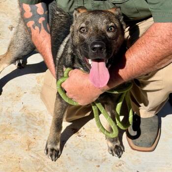 Rex -  German Shepherd Dog Dog for Adoption in Denison, Texas - Rex | PetCurious