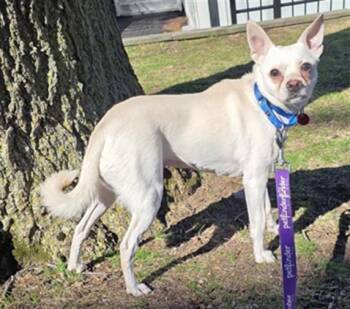 Chihuahua Dogs Available for Adoption in Boston, Massachusetts - MOYE | PetCurious