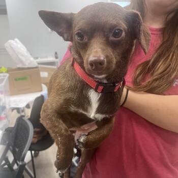 Little Penny -  Chihuahua and Miniature Dachshund Dog for Adoption in Waco, Texas - Little Penny | PetCurious