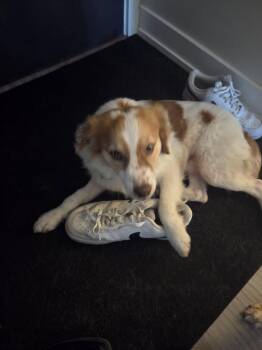 Brittany Spaniel and Papillon Dogs Available for Adoption in Erin, Ontario - Marshall | PetCurious
