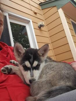 Husky Dogs Available for Adoption in Lafayette, Colorado - Aurora | PetCurious