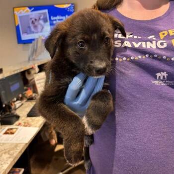 Chihuahua and Mixed Breed Dogs Available for Adoption in Tempe, Arizona - Penny | PetCurious