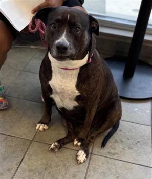 BAELA -  American Staffordshire Terrier Dog for Adoption in San Antonio, Texas - BAELA | PetCurious