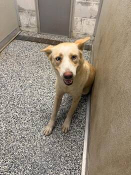 Sunoco dog -  Husky Dog for Adoption in Humble, Texas - Sunoco Dog | PetCurious
