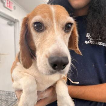 Julie - 7127 -  Beagle Dog for Adoption in Loxahatchee Groves, Florida - Julie - 7127 | PetCurious
