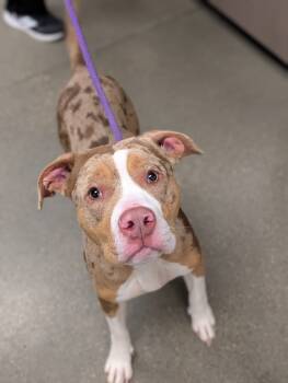 Rescue Pit Bull Terrier Dogs for Adoption in Greenfield, Indiana - Nala | PetCurious