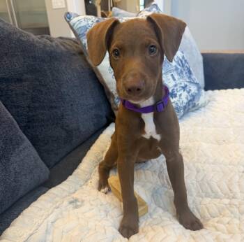 Bambi -  Vizsla and Labrador Retriever Dog for Adoption in Rock Hill, South Carolina - Bambi | PetCurious