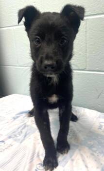 HE MAN -  Border Collie and Mixed Breed Dog for Adoption in Tulsa, Oklahoma - HE MAN | PetCurious