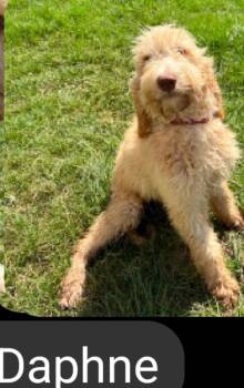 Daphne KWI in MS -  Golden Retriever and Poodle Dog for Adoption in Warwick, Rhode Island - Daphne KWI In MS | PetCurious