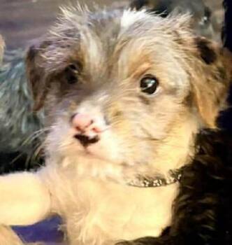 Terrier Dogs Available for Adoption - Anton | PetCurious