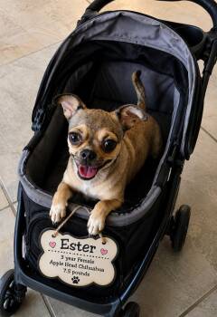 Chihuahua Dogs Available for Adoption in Mesa, Arizona - ESTER 3 YEARS FEMALE APPLE HEAD CHIHUAHUA MIX - PETCO, 5011 E. R | PetCurious
