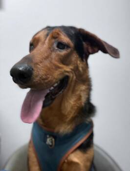 Clark ***Courtesy Post*** -  Hound Dog for Adoption in Phoenix, Arizona - Clark ***Courtesy Post*** | PetCurious