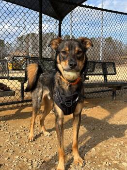 Rescue Shepherd Dogs for Adoption in Rockaway, New Jersey - Espresso Lizman | PetCurious