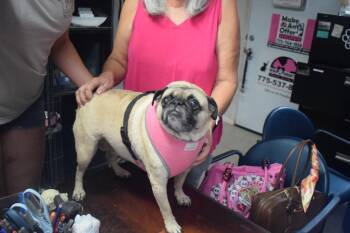 Paloma -  Pug Dog for Adoption in Pahrump, Nevada - Paloma | PetCurious