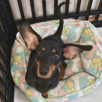 Dachshund Dogs Available for Adoption - Waco | PetCurious
