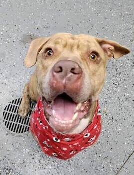 Rescue Shar Pei Dogs for Adoption in Zuni, Virginia - Boulder | PetCurious