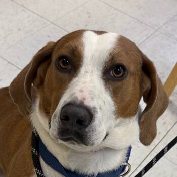 Rescue Basset Hound Dogs for Adoption in Jacksonville, Arkansas - George | PetCurious