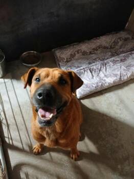 Ammisa -  Mixed Breed Dog for Adoption in Chino Valley, Arizona - Ammisa | PetCurious