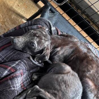 Mixed Breed Dogs Available for Adoption in Lake Jackson, Texas - Mylo | PetCurious