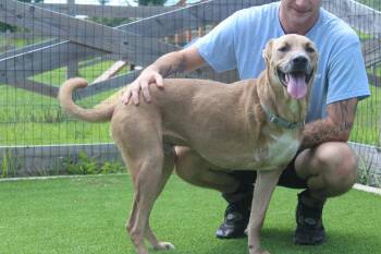 Maverick -  Mixed Breed Dog for Adoption in Chestertown, Maryland - Maverick | PetCurious