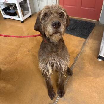 Hank -  Poodle and Pointer Dog for Adoption in Thayne, Wyoming - Hank | PetCurious