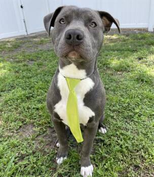 A137705 -  Mixed Breed Dog for Adoption in Palmetto, Florida - A137705 | PetCurious