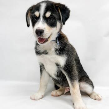 Husky and Mixed Breed Dogs Available for Adoption in Parker, Colorado - 633 (2026) Spanky | PetCurious