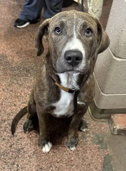 Rescue Mixed Breed Dogs for Adoption in New Albany, Indiana - Lenny | PetCurious