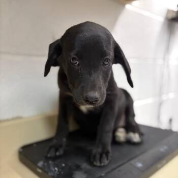Daisy -  Black Labrador Retriever and Mixed Breed Dog for Adoption in Ardmore, Oklahoma - Daisy | PetCurious