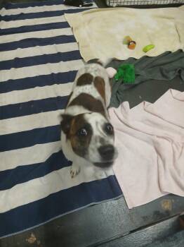 Cooper -  Jack Russell Terrier Dog for Adoption in St. Augustine, Florida - Cooper | PetCurious