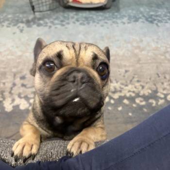 French Bulldog Dogs Available for Adoption - Sophie | PetCurious