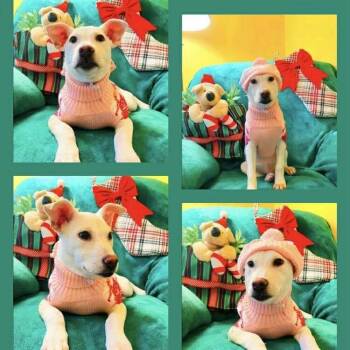 Rescue Shepherd Dogs for Adoption in Blacksburg, Virginia - Mary | PetCurious